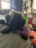 Chocco, a male Bichon Frise and Shih Tzu for sale in Parkersburg, WV – 6 of 10