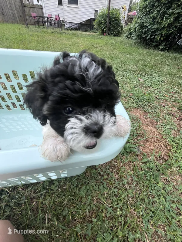 Cleo – Bichon Frise, Shih Tzu puppy for sale in Parkersburg, WV