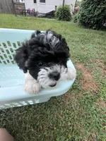 Cleo, a female Bichon Frise and Shih Tzu for sale in Parkersburg, WV – 1 of 9