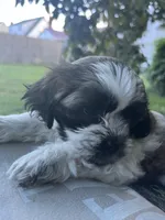 Chicco, a male Bichon Frise and Shih Tzu for sale in Parkersburg, WV – 1 of 7