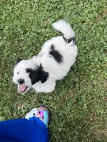Oreo, a male Bichon Frise and Shih Tzu for sale in Parkersburg, WV – 9 of 10