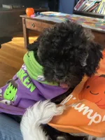 Chocco, a male Bichon Frise and Shih Tzu for sale in Parkersburg, WV – 5 of 10