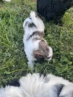 Chicco, a male Bichon Frise and Shih Tzu for sale in Parkersburg, WV – 3 of 7