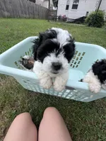 Disco, a male Bichon Frise and Shih Tzu for sale in Parkersburg, WV – 3 of 7