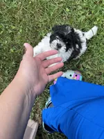 Cleo, a female Bichon Frise and Shih Tzu for sale in Parkersburg, WV – 9 of 9