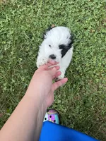 Oreo, a male Bichon Frise and Shih Tzu for sale in Parkersburg, WV – 7 of 10
