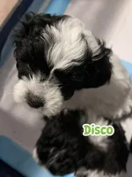 Disco, a male Bichon Frise and Shih Tzu for sale in Parkersburg, WV – 2 of 7