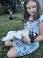 Chicco, a male Bichon Frise and Shih Tzu for sale in Parkersburg, WV – 6 of 7
