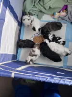 Disco, a male Bichon Frise and Shih Tzu for sale in Parkersburg, WV – 6 of 7