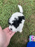 Disco, a male Bichon Frise and Shih Tzu for sale in Parkersburg, WV – 5 of 7