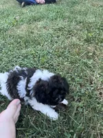 Cleo, a female Bichon Frise and Shih Tzu for sale in Parkersburg, WV – 4 of 9