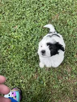 Oreo, a male Bichon Frise and Shih Tzu for sale in Parkersburg, WV – 2 of 10