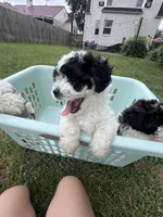 Disco, a male Bichon Frise and Shih Tzu for sale in Parkersburg, WV – 4 of 7