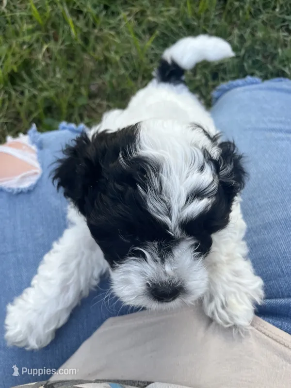 Disco – Bichon Frise, Shih Tzu puppy for sale in Parkersburg, WV