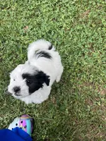 Oreo, a male Bichon Frise and Shih Tzu for sale in Parkersburg, WV – 8 of 10
