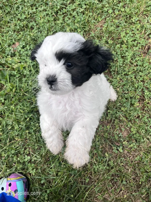 Oreo – Bichon Frise, Shih Tzu puppy for sale in Parkersburg, WV