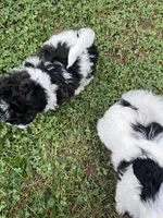 Cleo, a female Bichon Frise and Shih Tzu for sale in Parkersburg, WV – 8 of 9