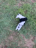 Oreo, a male Bichon Frise and Shih Tzu for sale in Parkersburg, WV – 10 of 10