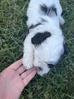 Oreo, a male Bichon Frise and Shih Tzu for sale in Parkersburg, WV – 6 of 10