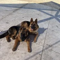 Rex, a male German Shepherd Dog for sale in Sacramento, CA – Photo 6 of 7