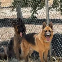 Rex, a male German Shepherd Dog for sale in Sacramento, CA – Photo 7 of 7