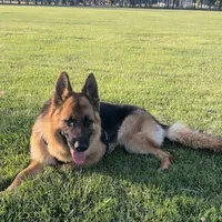 Rex, a male German Shepherd Dog for sale in Sacramento, CA – Photo 5 of 7