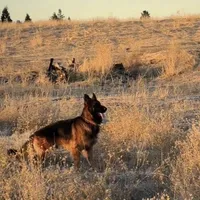 Rex, a male German Shepherd Dog for sale in Sacramento, CA – Photo 2 of 7