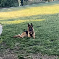 Rex, a male German Shepherd Dog for sale in Sacramento, CA – Photo 4 of 7