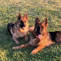 Rex, a male German Shepherd Dog for sale in Sacramento, CA – Photo 1 of 7