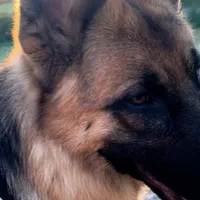 Rex, a male German Shepherd Dog for sale in Sacramento, CA – Photo 3 of 7