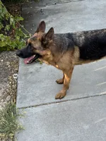 Quincee Von Rechtschaffenheit, a female German Shepherd Dog for sale in Sacramento, CA – 8 of 9