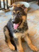 GS male puppies, a male German Shepherd Dog for sale in Sacramento, CA – Photo 8 of 9