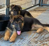 GS male puppies, a male German Shepherd Dog for sale in Sacramento, CA – Photo 5 of 9