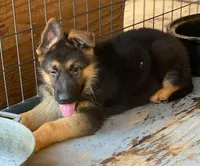 GS male puppies, a male German Shepherd Dog for sale in Sacramento, CA – Photo 9 of 9