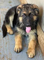 GS male puppies, a male German Shepherd Dog for sale in Sacramento, CA – Photo 6 of 9