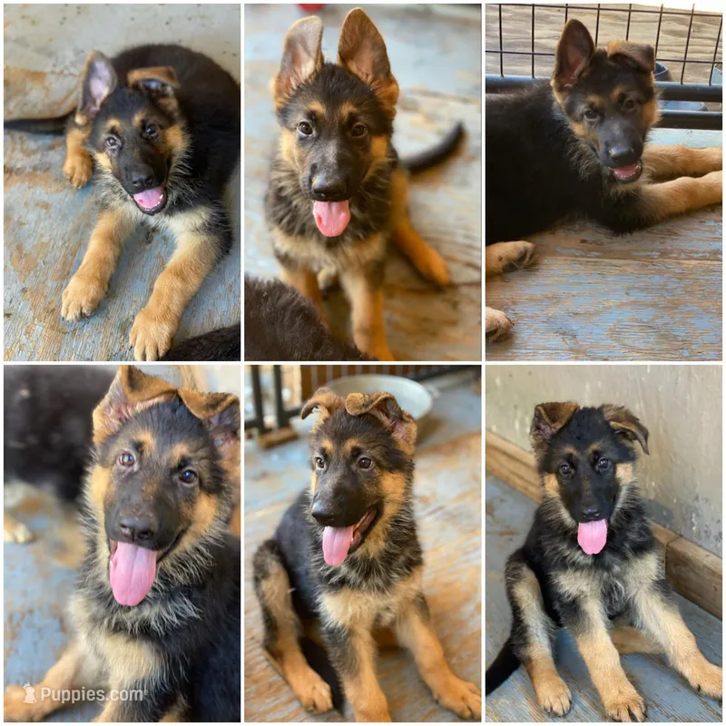 GS male puppies