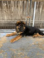 Puppy with brown collar, a male German Shepherd Dog for sale in Sacramento, CA – Photo 3 of 9