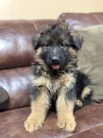 Puppy with brown collar, a male German Shepherd Dog for sale in Sacramento, CA – Photo 8 of 9