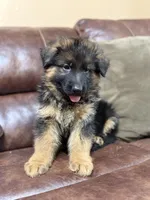 Puppy with brown collar, a male German Shepherd Dog for sale in Sacramento, CA – Photo 9 of 9