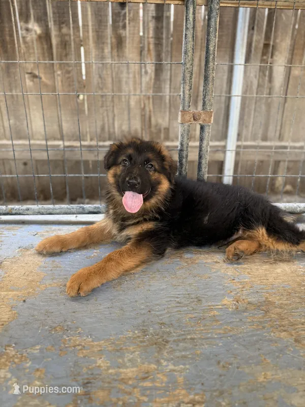 Puppy with brown collar