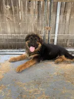 Puppy with brown collar, a male German Shepherd Dog for sale in Sacramento, CA – Photo 1 of 9
