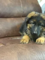 Puppy with brown collar, a male German Shepherd Dog for sale in Sacramento, CA – Photo 6 of 9