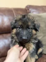 Puppy with brown collar, a male German Shepherd Dog for sale in Sacramento, CA – Photo 5 of 9