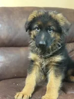 Puppy with brown collar, a male German Shepherd Dog for sale in Sacramento, CA – Photo 7 of 9