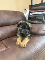 Puppy with brown collar, a male German Shepherd Dog for sale in Sacramento, CA – Photo 4 of 9