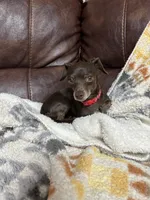 Buffy , a female Dachshund and Chihuahua for sale in Sacramento, CA – 9 of 10