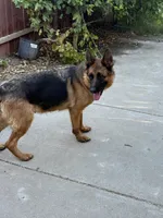 Quincee Von Rechtschaffenheit, a female German Shepherd Dog for sale in Sacramento, CA – 7 of 9