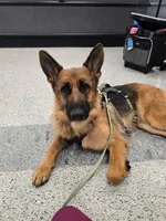 Ophelia, a female German Shepherd Dog for sale in Sacramento, CA – Photo 2 of 10