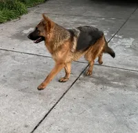 Ophelia, a female German Shepherd Dog for sale in Sacramento, CA – Photo 8 of 10