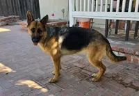 Ophelia, a female German Shepherd Dog for sale in Sacramento, CA – Photo 6 of 10